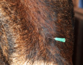 Toros millonarios reciben hasta acupuntura antes de la fiesta del rodeo de Barretos (SP)