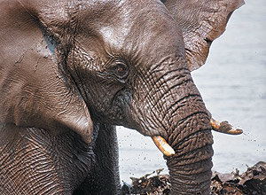 Crdito: Shutterstock Elefante para Folhinha de 11/6/2011, como os bichos tomam banho ***DIREITOS RESERVADOS. NO PUBLICAR SEM AUTORIZAO DO DETENTOR DOS DIREITOS AUTORAIS E DE IMAGEM***