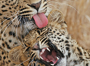 Crdito: Shutterstock Tigres para Folhinha de 11/6/2011, como os bichos tomam banho ***DIREITOS RESERVADOS. NO PUBLICAR SEM AUTORIZAO DO DETENTOR DOS DIREITOS AUTORAIS E DE IMAGEM***