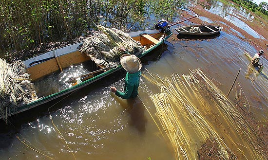 Ribeirinho colhe juta no rio Solimões; plantação é feita na área do rio que surge no período seco