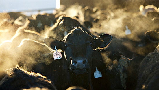 Criao de gado em Illinois, nos Estados Unidos