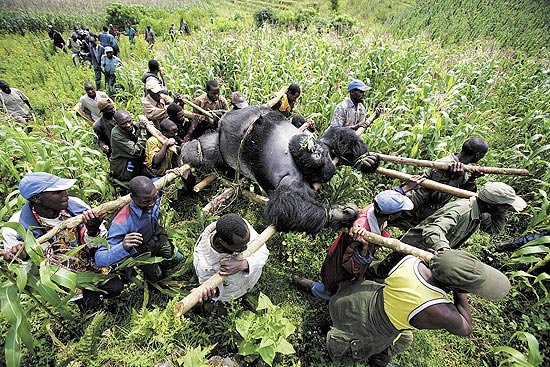 Homens levam corpo de gorila morto por criminosos no parque nacional do Virunga, no Congo