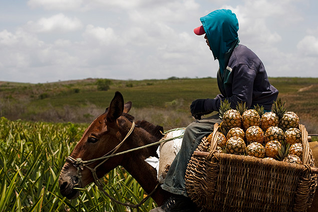 Trabalhador que deixou de receber o Bolsa Família, em colheita de abacaxi, em fazenda particular ao lado do assentamento Ramada I, em Ielmo Mariano, no Rio Grande do Norte