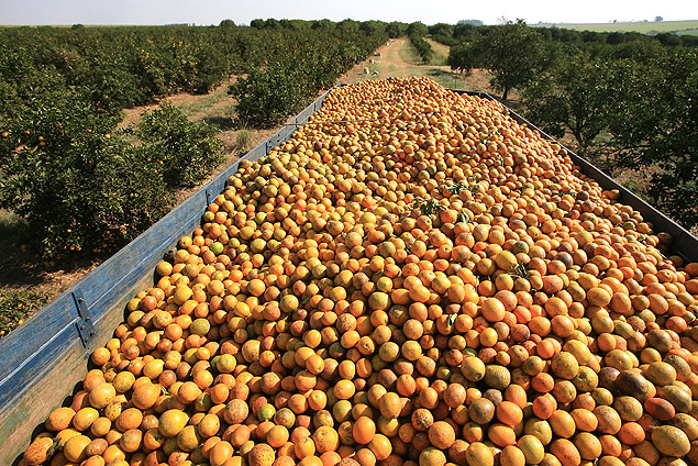 Harvest of oranges in Bebedouro(SP)