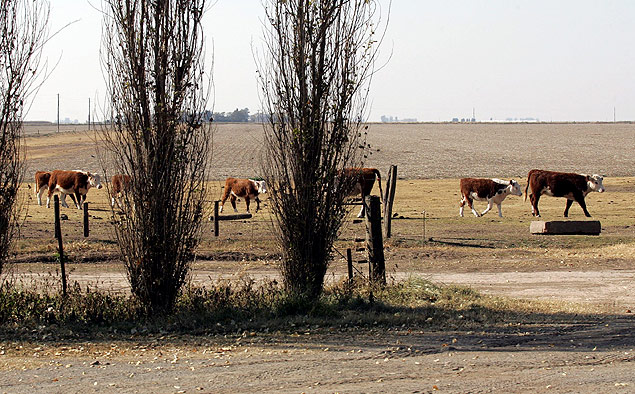 Vista do pasto com o gado na Fazenda Garnero, onde a pecuria perde espao devido  valorizao das terras, em Crdoba (Argentina)