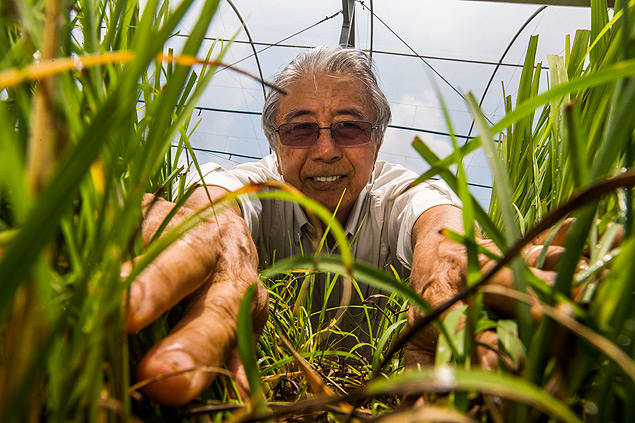 O agronômo Sizuo Matsuoka, 69, que trabalha no desenvolvimento da "cana energia", uma variedade de cana destinada exclusivamente à produção de etanol
