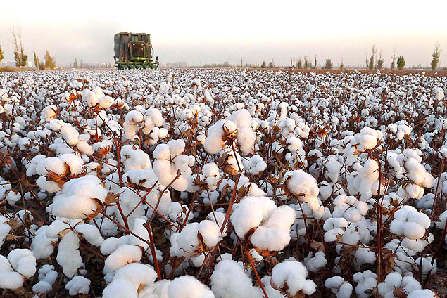 Campo de algodão na China; economistas estimam queda de 1,4% nas commodities em 2014