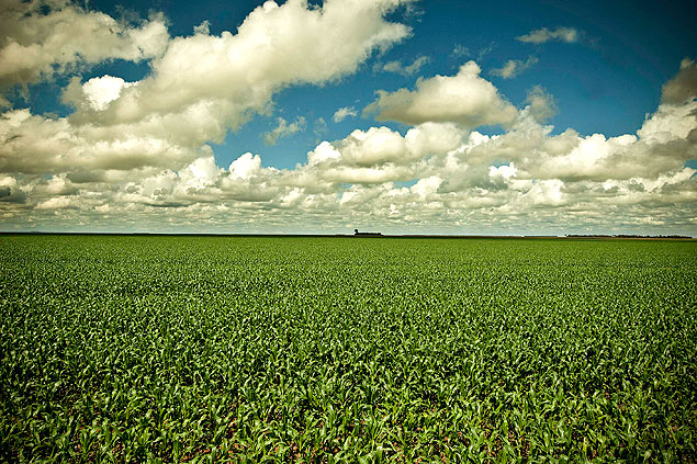 Agricultura: vista da lavoura de milho na fazenda Santa Amlia, na regio de Campo Novo de Paricis (MT)