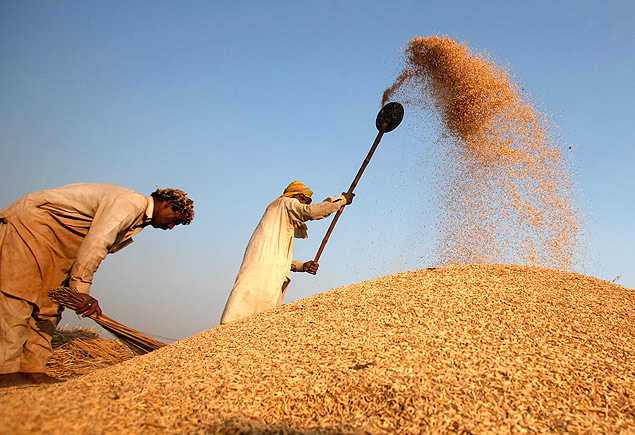 Colheita de arroz no Paquisto; aumento de rea para 162 milhes de hectares eleva produo