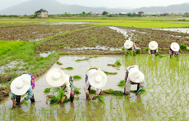 Trabalhadores colhem arroz na China, maior produtor mundial do gro 