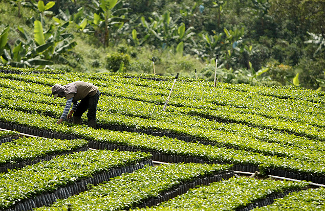 Agricultor, trabalha em plantação de café
