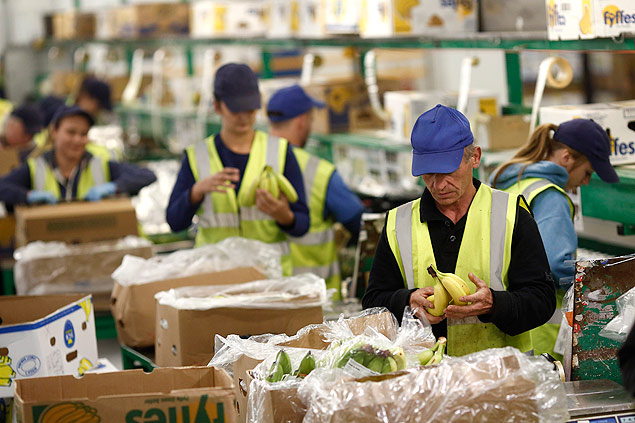 Funcionrios da Fyffes fazem separao das bananas em unidade da empresa irlandesa