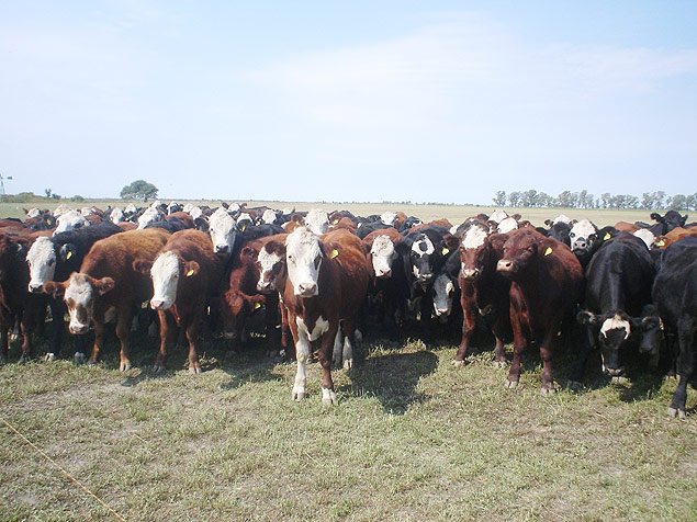 Gado bovino em propriedade rural na Argentina