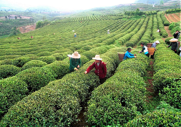 ORG XMIT: 451901_1.tif Trabalhadores rurais colhem ch em plantao de Guzhang, na China. Workers pick tea leaves at a plantation in Guzhang County in central China's Hunan Province, Monday, May 28, 2001. (AP Photo/Xinhua, Long Hongtao) 