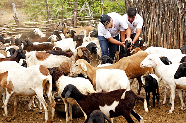 Rebanho de ovinos e caprinos em Tau (CE); espcies so criadas juntas nas propriedades do serto