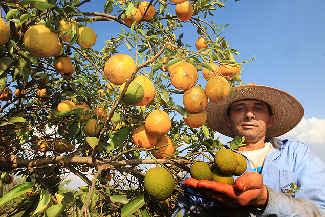 Agricultor mostra laranjas afetadas pelo greening