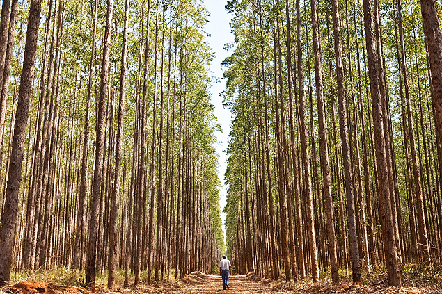 rvores de eucalipto na indstria de celulose Fibria, na cidade de Trs Lagoas, MS