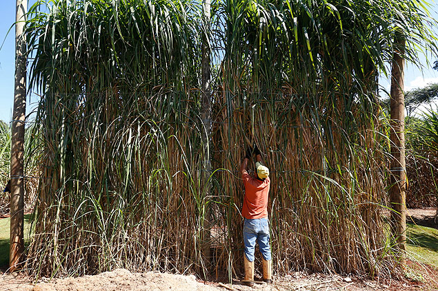The "super sugarcane" has been developed for six years by the Sugarcane Center of Agronomical Institute of Campinas 