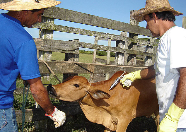 Brasil, Amazonas, 07/04/2015- H quase uma semana, 41 municpios do Amazonas recebem vacinao contra a febre aftosa. Segundo a Secretaria de Estado de Produo Rural e Sustentabilidade (Sepror), cerca de 650 mil cabeas de gado devem ser imunizadas nos prximos 45 dias nos municpios do interior localizados em rea de vrzea. Foto :Foto: SEAPEC ***DIREITOS RESERVADOS. NO PUBLICAR SEM AUTORIZAO DO DETENTOR DOS DIREITOS AUTORAIS E DE IMAGEM***