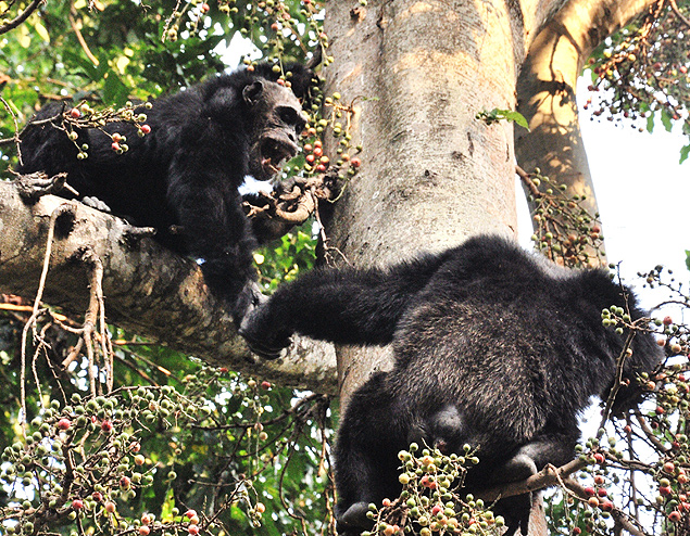 Chimpanzés machos disputam frutas em floresta africana. 