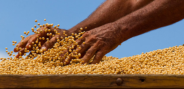 Homem manipula grãos de soja durante a colheita do final da safra em Mato Grosso