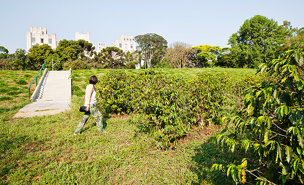 Cafezal no terreno do Instituto Biolgico, um dos sete centros de pesquisa em agronegcio em SP