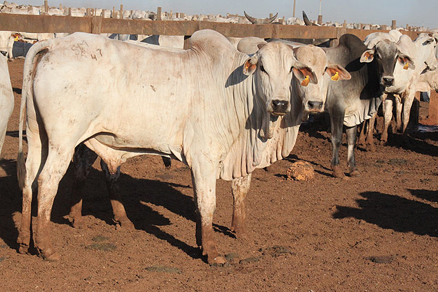Confinamento de gado em fazenda no MT; Brasil dar salto no agronegcio