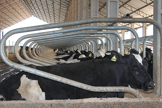 Vacas leiteiras em fazenda no Paran; produtores sofrem com problemas na economia