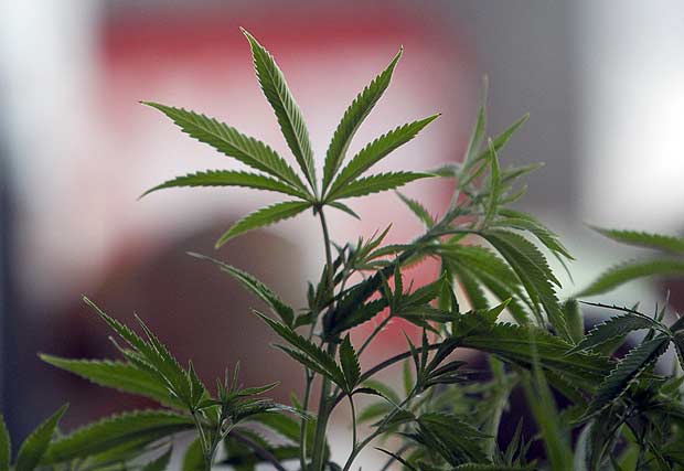 A Cannabis plant is pictured at the "Weed the People" event as enthusiasts gather to celebrate the legalization of the recreational use of marijuana in Portland, Oregon July 3, 2015. Smoking marijuana became legal in Oregon on July 1, fulfilling the first step in a voter-approved initiative that will usher in a network of legal weed retail stores in 2016, similar to the systems already operating in neighboring Washington state and Colorado. REUTERS/Steve Dipaola ORG XMIT: POR022