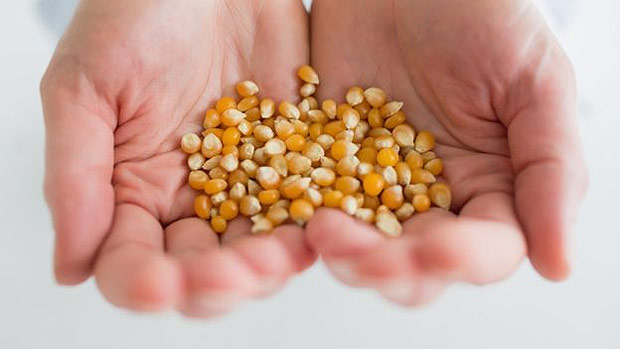 Preo do milho no Brasil sobe impulsionado pelo valor no mercado internacional 
