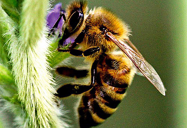 Os pesticidas neonicotinoides representam para as abelhas uma maior perigo do que se imaginava