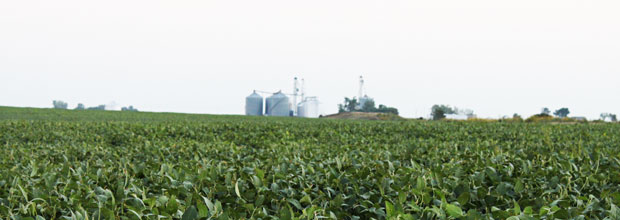 EUA, 28-082012: Plantao de soja, em fazenda nos EUA.