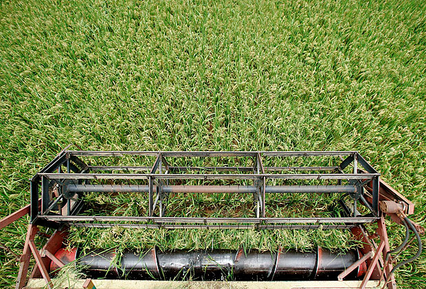 ORG XMIT: 265301_1.tif A farmer harvests rice in Sorriso, Mato Grosso state in western Brazil, February 28, 2008. Industrial companies are being attracted to the western of Brazil by the abundant supply of grains and oilseeds and will be complementary on their activities in the region. REUTERS/Paulo Whitaker (BRAZIL)