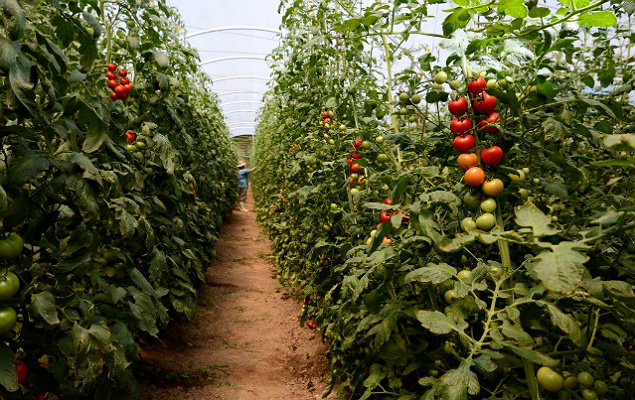 Estufa de tomates orgnicos no stio da Jatob Orgnicos, em Inconfidentes (MG) 