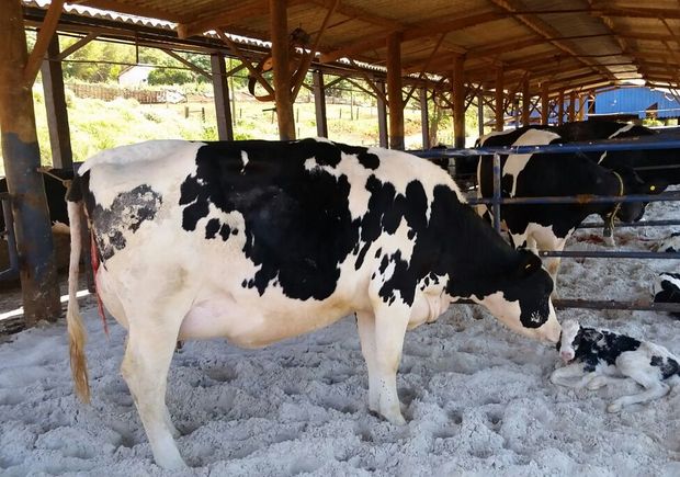 Vacas holandesas em fazenda em Descalvado (SP), que usa plataforma de negociao on-line