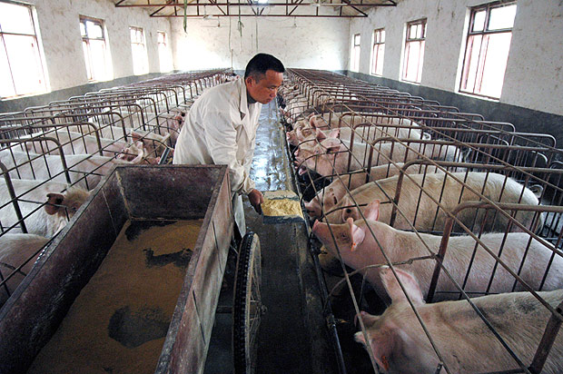 Fazenda de criao de porcos em Huaibei (China). *** ORG XMIT: NYWWP --FILE-- A Chinese farmer feeds pigs at a pig farm in Huaibei, east Chinas Anhui province, February 25, 2007. China plans to bail out pig farmers who have been hit by a sharp drop in pork prices caused both by a glut and public concerns about the A(H1N1) flu. The National Bureau of Statistics says pork prices fell 28.6 percent in April from the same month last year, China Daily reported Wednesday (May 12, 2009). The decline has led the government to consider buying up large quantities of pork to stabilize prices, the newspaper said. The bailout program may start in a month, Zhou Wangjun with the National Development and Reform Commission said, without providing details.(Imaginechina via AP Images) ***DIREITOS RESERVADOS. NO PUBLICAR SEM AUTORIZAO DO DETENTOR DOS DIREITOS AUTORAIS E DE IMAGEM***