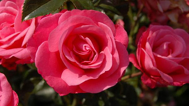 Exportaes de rosas produzidas no Qunia trazem lucros de US$ 500 milhes por ano