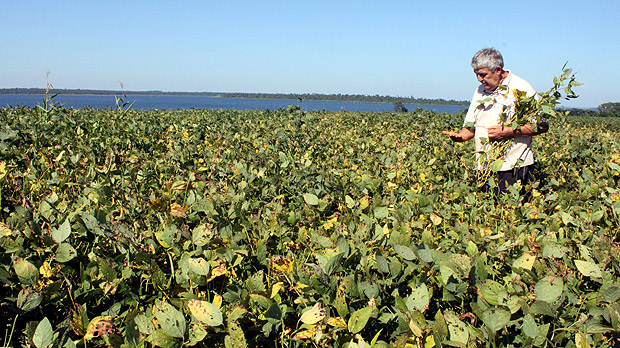 O produtor José Rubio analisa lavoura de soja prestes a ser colhida, no leste do Paraguai