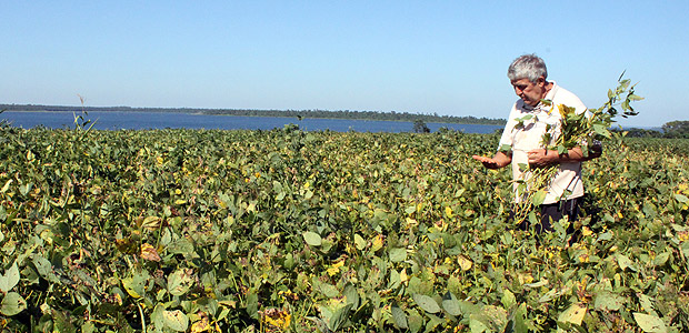 O produtor José Rubio analisa lavoura de soja prestes a ser colhida, no leste do Paraguai, no distrito de Francisco Solano Lopes. (Mauro Zafalon/Folhapress) *MERCADO*