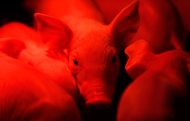 A day-old piglet stands under a heating lamp at the Laurent Ulrich pig farm in Kleinfrankenheim, near Strasbourg, France, August 19, 2015. A price boycott by French meat processing firms against higher pork prices threatens to derail a government plan to support angry livestock farmers, who blockaded roads last month. REUTERS/Vincent Kessler ORG XMIT: VAK01