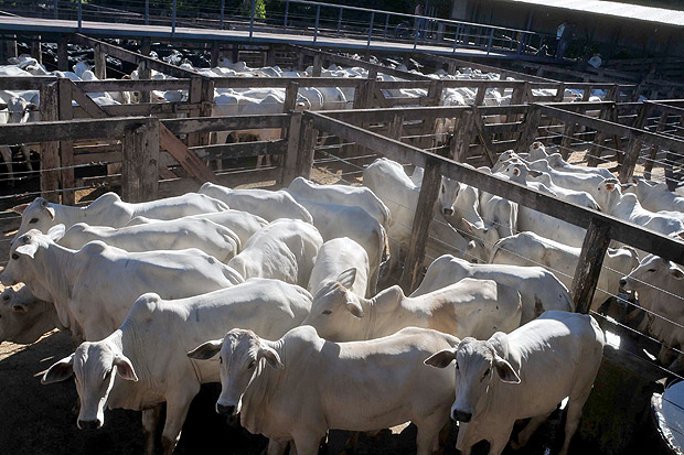 Feira do gado em Londrina (PR)