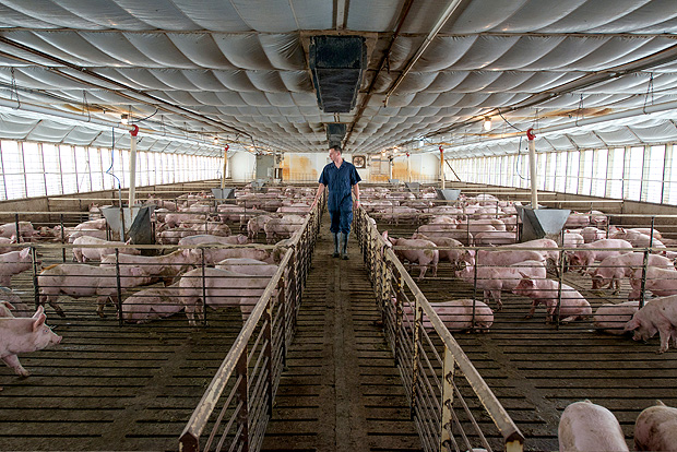 Pigs are seen at a Smithfield Foods, the world's largest pork producer, farm in the United States in this image released on April 11, 2017. Courtesy Smithfield Foods/Handout via REUTERS ATTENTION EDITORS - THIS IMAGE WAS PROVIDED BY A THIRD PARTY. EDITORIAL USE ONLY. NO RESALES. NO ARCHIVE. ORG XMIT: HFS-TOR359