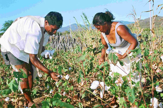 Roçado de algodão no interior do Ceará, onde o Esplar atua incentivando agroecologia e agricultura familiar