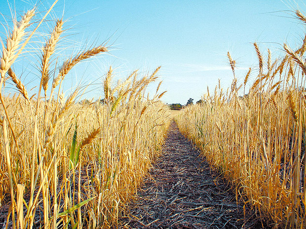 Plantao de trigo no norte do Estado do Paran 
