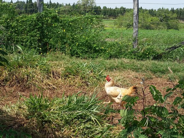 A galinha Mafalda, na fazenda que fica em Tatu (SP)