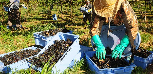 Colheita de uva em Caxias do Sul (RS); agronegcio exigir mais qualificao do trabalhador rural