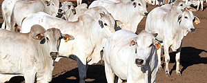 Bois em confinamento em criação de gado em Rio do Sangue em Brasnorte (MT) – Mauro Zafalon/Folhapress