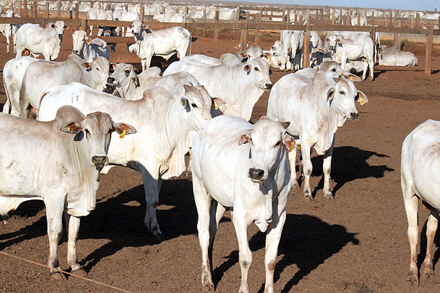 BRASNORTE, MT, 10.07.2015: PECUÁRIA-MT - Bois em confinamento em criação de gado em Rio do Sangue em Brasnorte (MT). (Foto: Mauro Zafalon/Folhapress)