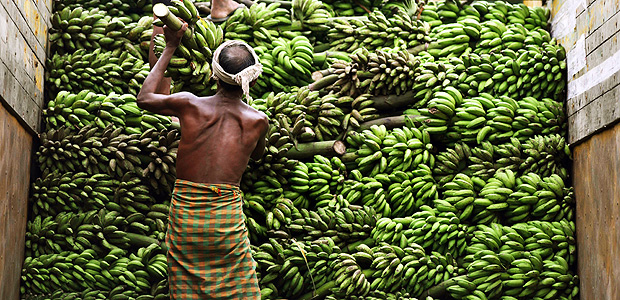 An Indian fruit vendor loads bananas on to a truck at Daranggiri banana market in the Goalpara district of the northeastern state of Assam on October 16, 2017. The Daranggiri banana market is the largest banana market in Asia, and supplies bananas to the states of Bengal and Bihar, and to Nepal, Bangladesh and Bhutan. Though bananas are grown year-round peak season is from September-October, when an average of 50-100 truckloads are sold at the market every day. / AFP PHOTO / Biju BORO