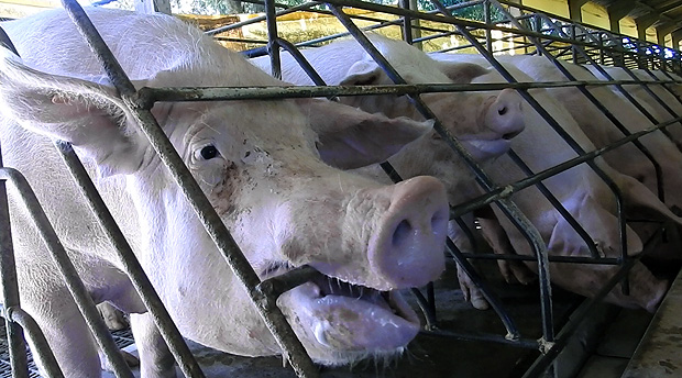 Animais confinados - porcas em celas de gestação